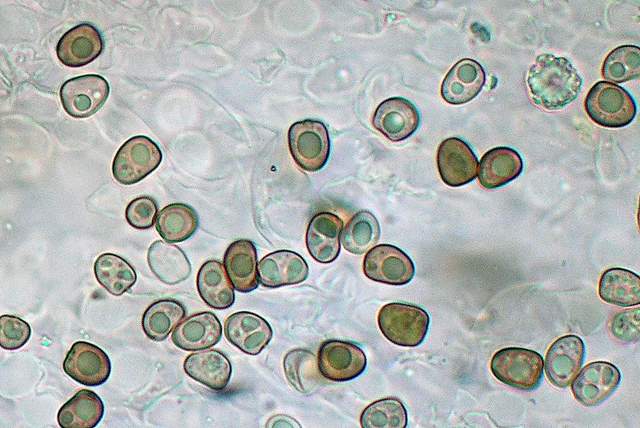 Psathyrella hirtosquamulosa   (Peck)   A. H. Smith